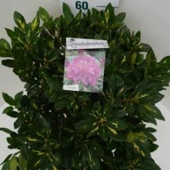 Rhododendron (Rhododendron 'Goldflimmer') -Aanbiedingen Tuin Verrassing Winkel goldflimmer c7.5 boven