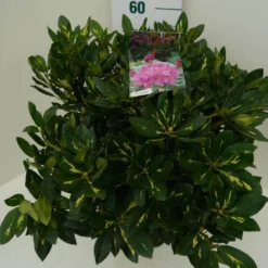 Rhododendron (Rhododendron 'Goldflimmer') -Aanbiedingen Tuin Verrassing Winkel goldflimmer c7.5 zij
