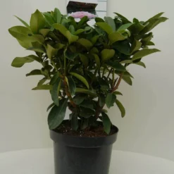 Rhododendron (Rhododendron 'Gomer Waterer') 12 Rhododendron (Rhododendron 'Gomer Waterer') -Aanbiedingen Tuin Verrassing Winkel gomer waterer c7.5 voor