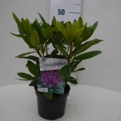 Rhododendron (Rhododendron Catawbiense 'Grandiflorum') -Aanbiedingen Tuin Verrassing Winkel grandiflorum c2 voor