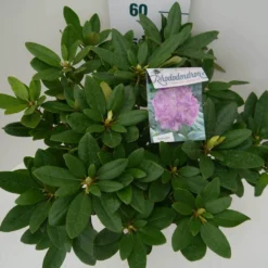 Rhododendron (Rhododendron Catawbiense 'Grandiflorum') -Aanbiedingen Tuin Verrassing Winkel grandiflorum c7.5 boven