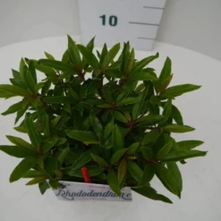 Rhododendron (Rhododendron 'Graziella') -Aanbiedingen Tuin Verrassing Winkel graziella c2 boven