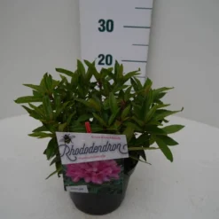 Rhododendron (Rhododendron 'Graziella') -Aanbiedingen Tuin Verrassing Winkel graziella c2 zij