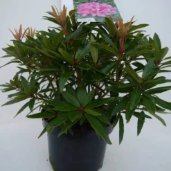 Rhododendron (Rhododendron 'Graziella') -Aanbiedingen Tuin Verrassing Winkel graziella c5 voor