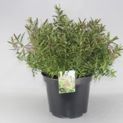 Hebe (Hebe 'Great Orme') -Aanbiedingen Tuin Verrassing Winkel hebe great orme c10 2