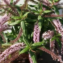 Hebe (Hebe ‘Midsummer Beauty’)