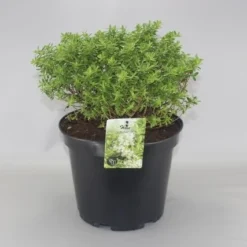 Dwerg Hebe (Hebe 'Rakaiensis')