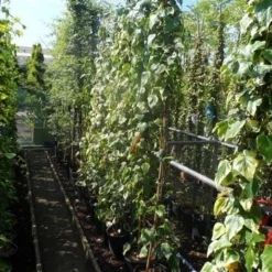 Kaukasische Klimop (Hedera Colchica 'Dentata Variegata') -Aanbiedingen Tuin Verrassing Winkel hedera colchica dentata variegata 175 200 c10 1