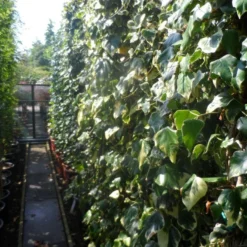 Kaukasische Klimop (Hedera Colchica 'Dentata Variegata') -Aanbiedingen Tuin Verrassing Winkel hedera colchica dentata variegata 200 250 c15 1