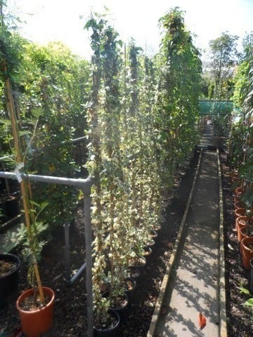 Bonte Klimop (Hedera Helix 'Marginata Elegantissima') 2 Bonte Klimop (Hedera Helix 'Marginata Elegantissima') - Afbeelding 2