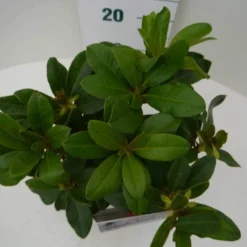 Rhododendron (Rhododendron 'Horizon Monarch') -Aanbiedingen Tuin Verrassing Winkel hor. monarch c2 boven