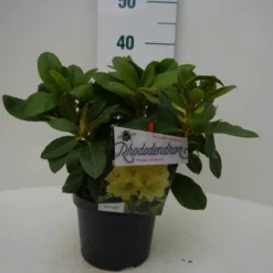 Rhododendron (Rhododendron 'Horizon Monarch') -Aanbiedingen Tuin Verrassing Winkel hor. monarch c2 voor