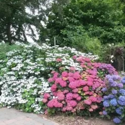 Hortensia (Hydrangea 'Endless Summer' Roze) -Aanbiedingen Tuin Verrassing Winkel hortensia 2 1