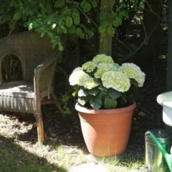 Hortensia (Hydrangea 'Endless Summer The Bride') -Aanbiedingen Tuin Verrassing Winkel hortensia bol wit 1