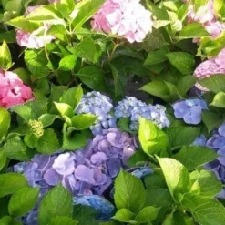 Hortensia (Hydrangea 'Endless Summer' Blauw) 9 Hortensia (Hydrangea 'Endless Summer' Blauw) -Aanbiedingen Tuin Verrassing Winkel hortensia endless summer