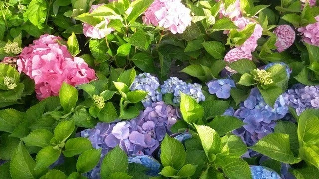 Hortensia (Hydrangea 'Endless Summer' Blauw) 3 Hortensia (Hydrangea 'Endless Summer' Blauw) - Afbeelding 3