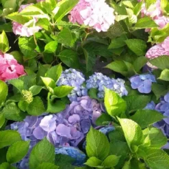Hortensia (Hydrangea 'Endless Summer' Roze) -Aanbiedingen Tuin Verrassing Winkel hortensia endless summer 1 1
