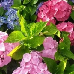 Hortensia (Hydrangea 'Endless Summer' Roze) -Aanbiedingen Tuin Verrassing Winkel hortensia endless summer 2