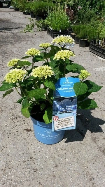 Hortensia (Hydrangea 'Endless Summer' Blauw) 5 Hortensia (Hydrangea 'Endless Summer' Blauw) - Afbeelding 5