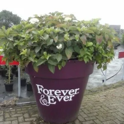 Hortensia Blauw (Hydrangea 'Forever&Ever') 13 Hortensia Blauw (Hydrangea 'Forever&Ever') -Aanbiedingen Tuin Verrassing Winkel hortensia forever ever 1