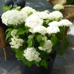 Hortensia (Hydrangea 'Strong Annabelle') -Aanbiedingen Tuin Verrassing Winkel hydrangea arb incrediball