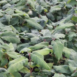 Fluweelhortensia (Hydrangea Aspera 'Macrophylla') -Aanbiedingen Tuin Verrassing Winkel hydrangea aspera macrophylla 1