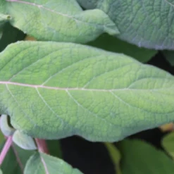 Fluweelhortensia (Hydrangea Aspera 'Macrophylla') -Aanbiedingen Tuin Verrassing Winkel hydrangea aspera macrophylla 2