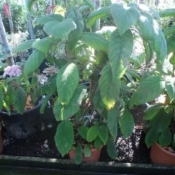 Fluweelhortensia (Hydrangea Aspera 'Sargentiana') -Aanbiedingen Tuin Verrassing Winkel hydrangea aspera sargentiana 60 80 100 c15