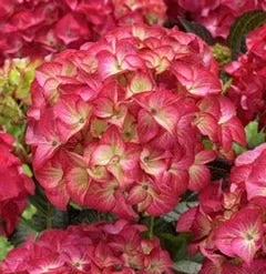 Hortensia (Hydrangea Black Diamonds Red Angel)