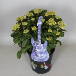 Hortensia Blue Ballad (Hydrangea 'Music Collection') -Aanbiedingen Tuin Verrassing Winkel hydrangea blue ballad c5 3