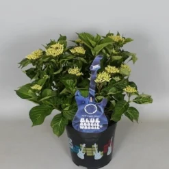 Hortensia Blue Boogiewoogie (Hydrangea 'Music Collection') -Aanbiedingen Tuin Verrassing Winkel hydrangea blue boogiewoogie 3 1