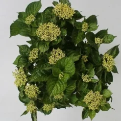 Hortensia Blue Boogiewoogie (Hydrangea 'Music Collection') -Aanbiedingen Tuin Verrassing Winkel hydrangea blue boogiewoogie 4 1