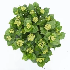 Hortensia Deep Purple Dance (Hydrangea 'Music Collection') -Aanbiedingen Tuin Verrassing Winkel hydrangea deep purple dance c5 3