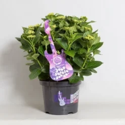 Hortensia Deep Purple Dance (Hydrangea 'Music Collection') -Aanbiedingen Tuin Verrassing Winkel hydrangea deep purple dance c5 4