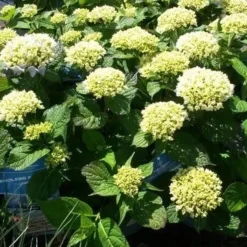 Hortensia (Hydrangea 'Endless Summer The Bride') -Aanbiedingen Tuin Verrassing Winkel hydrangea endless summer 1