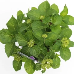 Hortensia Blauw (Hydrangea 'Forever&Ever') 11 Hortensia Blauw (Hydrangea 'Forever&Ever') -Aanbiedingen Tuin Verrassing Winkel hydrangea forever ever blue boven bewerkt