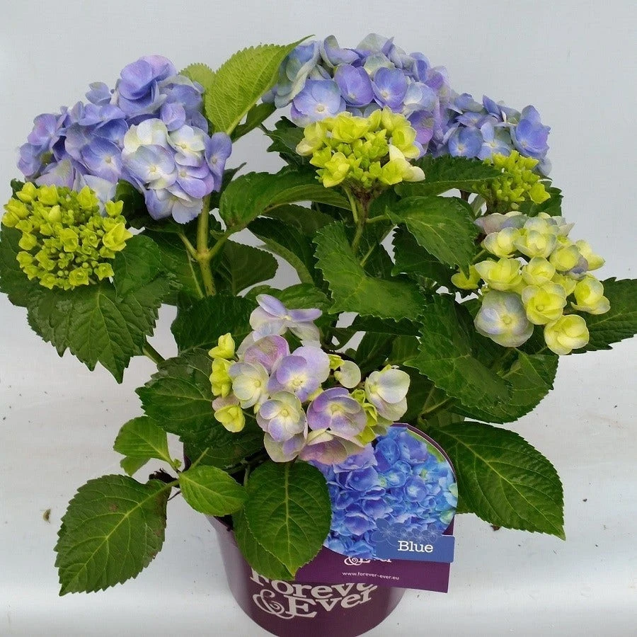Hortensia Blauw (Hydrangea 'Forever&Ever') 2 Hortensia Blauw (Hydrangea 'Forever&Ever') - Afbeelding 2