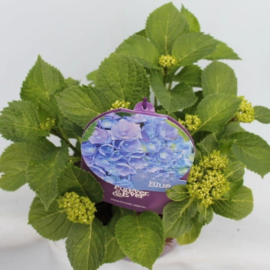 Hortensia Blauw (Hydrangea 'Forever&Ever') 3 Hortensia Blauw (Hydrangea 'Forever&Ever') - Afbeelding 3