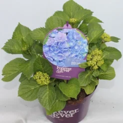 Hortensia Blauw (Hydrangea 'Forever&Ever') 14 Hortensia Blauw (Hydrangea 'Forever&Ever') -Aanbiedingen Tuin Verrassing Winkel hydrangea forever ever blue voor bewerkt