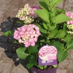 Hortensia Roze (Hydrangea 'Forever&Ever' Pink) -Aanbiedingen Tuin Verrassing Winkel hydrangea forever ever pink 3