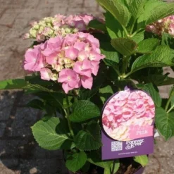 Hortensia Roze (Hydrangea 'Forever&Ever' Pink) -Aanbiedingen Tuin Verrassing Winkel hydrangea forever ever pink 4