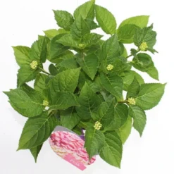 Hortensia Roze (Hydrangea 'Forever&Ever' Pink) -Aanbiedingen Tuin Verrassing Winkel hydrangea forever ever pink boven bewerkt
