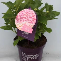 Hortensia Roze (Hydrangea 'Forever&Ever' Pink) -Aanbiedingen Tuin Verrassing Winkel hydrangea forever ever pink voor bewerkt