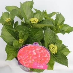 Hortensia Rood (Hydrangea 'Forever&Ever') -Aanbiedingen Tuin Verrassing Winkel hydrangea forever ever red hoek bewerkt