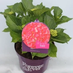 Hortensia Rood (Hydrangea 'Forever&Ever') -Aanbiedingen Tuin Verrassing Winkel hydrangea forever ever red voor bewerkt