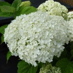 Hortensia (Hydrangea 'Strong Annabelle') -Aanbiedingen Tuin Verrassing Winkel hydrangea incrediball bloem