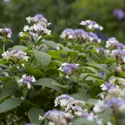 Hortensia (Hydrangea Involucrata)