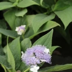 Hortensia (Hydrangea Involucrata) -Aanbiedingen Tuin Verrassing Winkel hydrangea involucrata 3