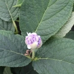 Hortensia (Hydrangea Involucrata) -Aanbiedingen Tuin Verrassing Winkel hydrangea involucrata 5