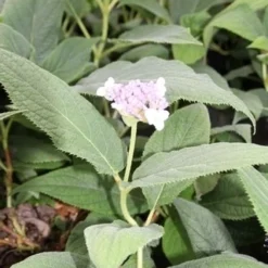 Hortensia (Hydrangea Involucrata) -Aanbiedingen Tuin Verrassing Winkel hydrangea involucrata 2